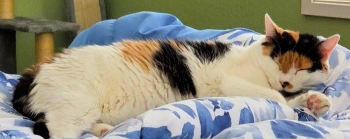 Rosemary, a Adoptable Calico in Springfield, OR image 3/3