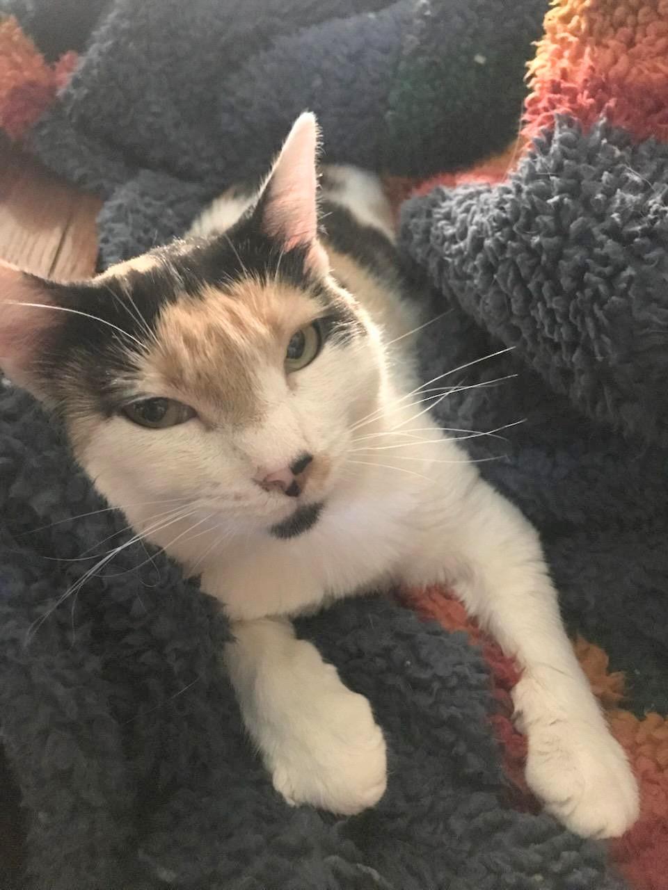 Rosemary, a Adoptable Calico in Springfield, OR image 2/3