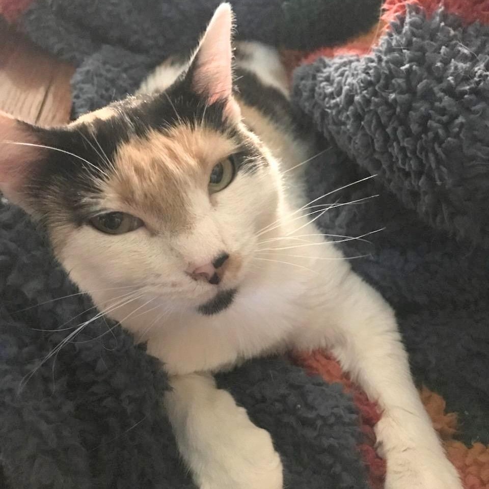 Rosemary, a other Calico in Springfield, OR image 1/3