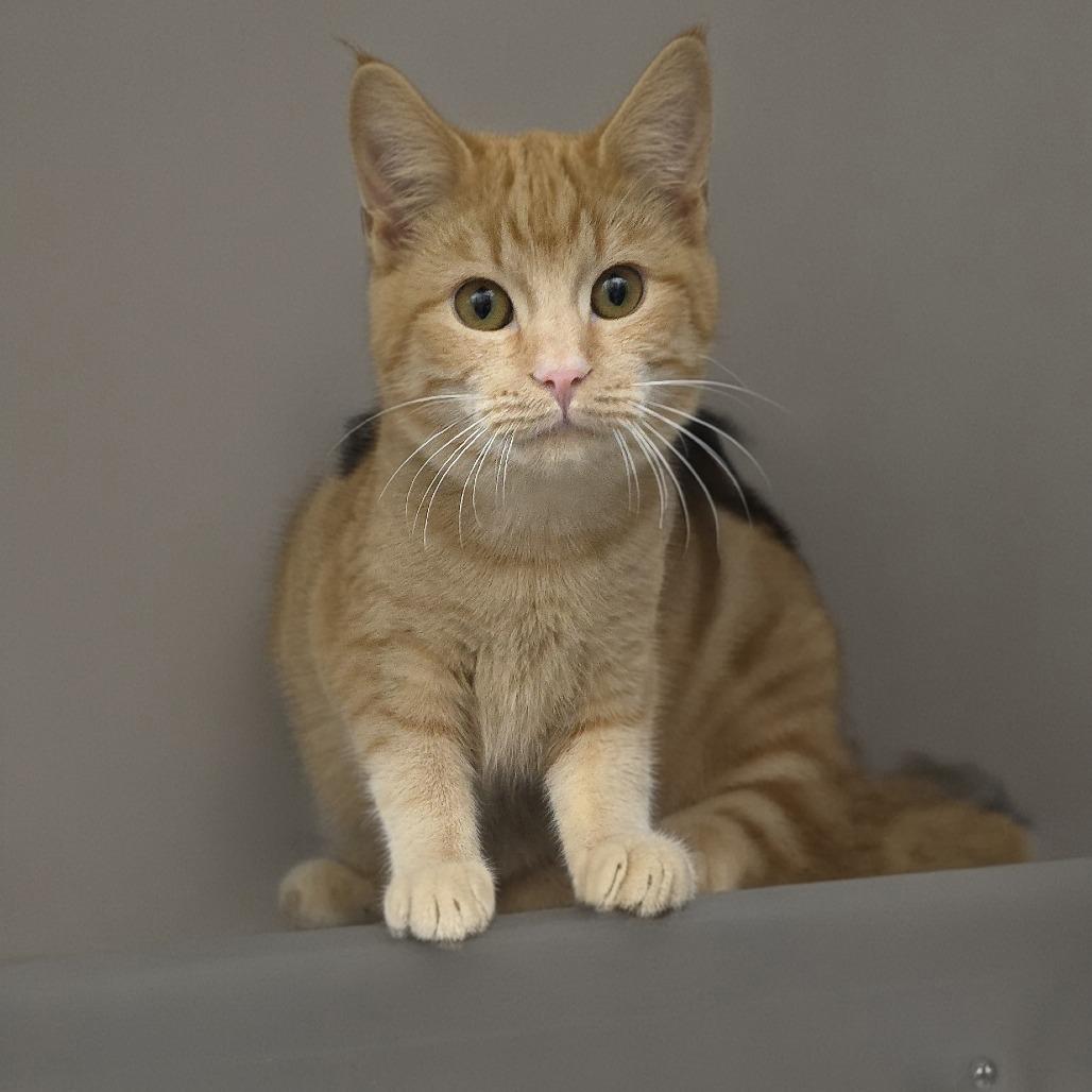 Ceviche 25-1676, Adoptable, Kitten Female Domestic Short Hair.