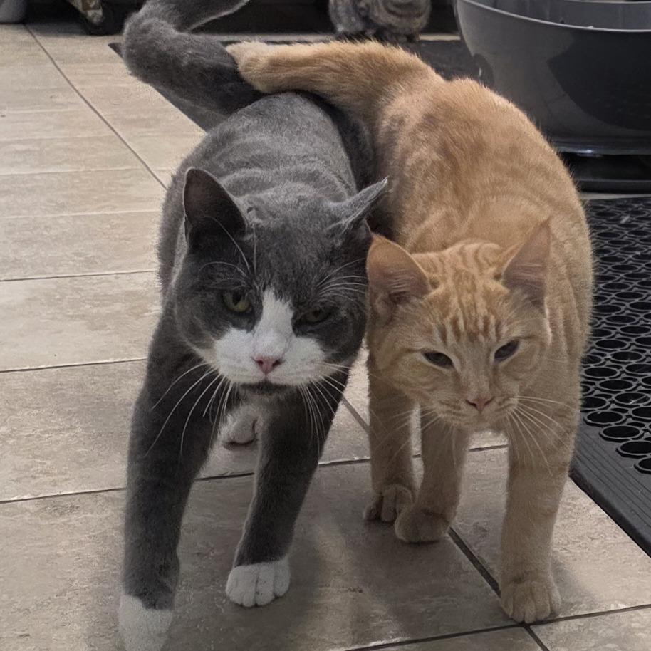 Enlarge Ceviche 25-1676, a Adoptable Domestic Short Hair in Yanceyville, NC image 2/4