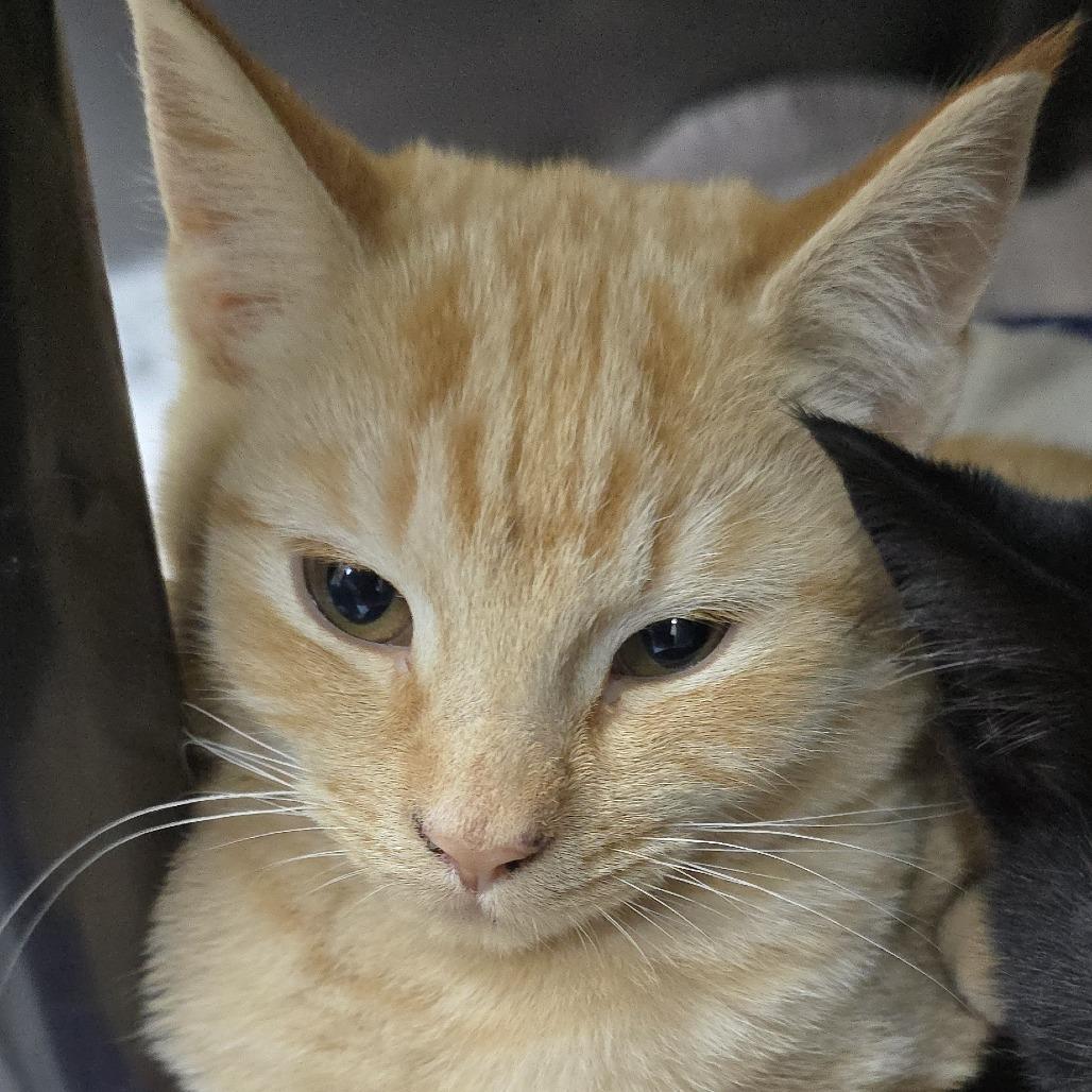 Enlarge Ceviche 25-1676, a Adoptable Domestic Short Hair in Yanceyville, NC image 3/4