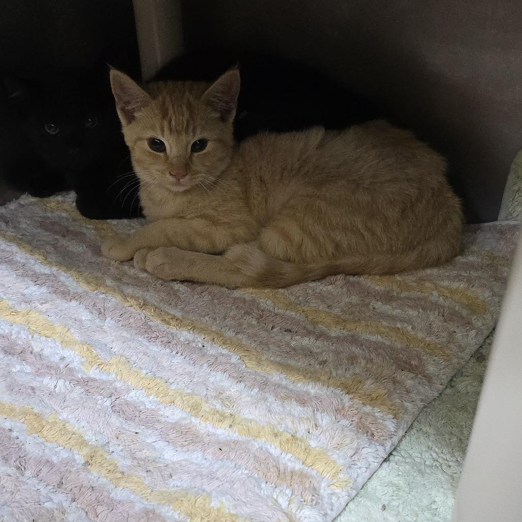 Enlarge Ceviche 25-1676, a Adoptable Domestic Short Hair in Yanceyville, NC image 4/4