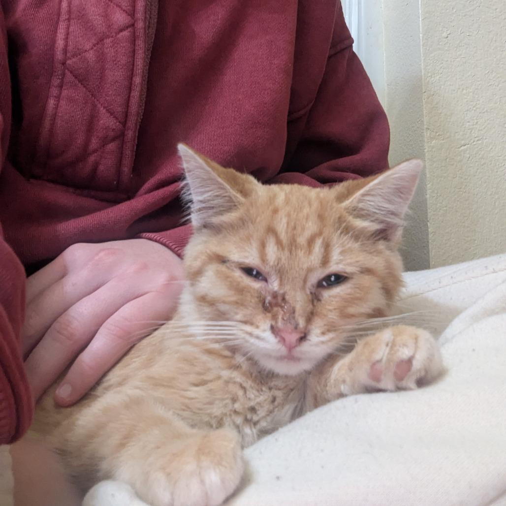 Yammy, Adoptable, Kitten Male Domestic Short Hair.