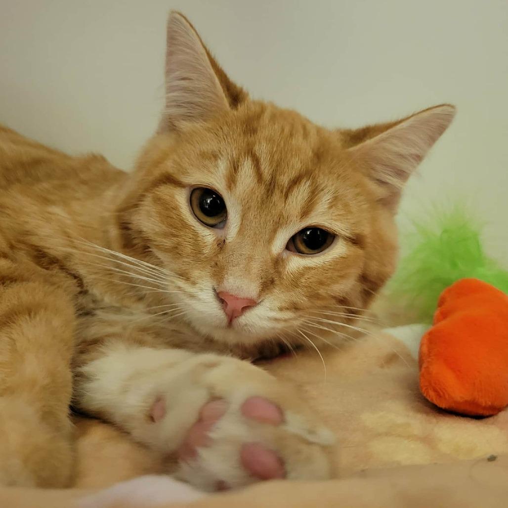 Enlarge Yammy, a Adoptable Domestic Short Hair in Columbia, MO image 2/6