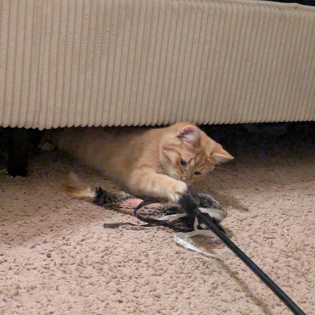 Enlarge Yammy, a Adoptable Domestic Short Hair in Columbia, MO image 3/6