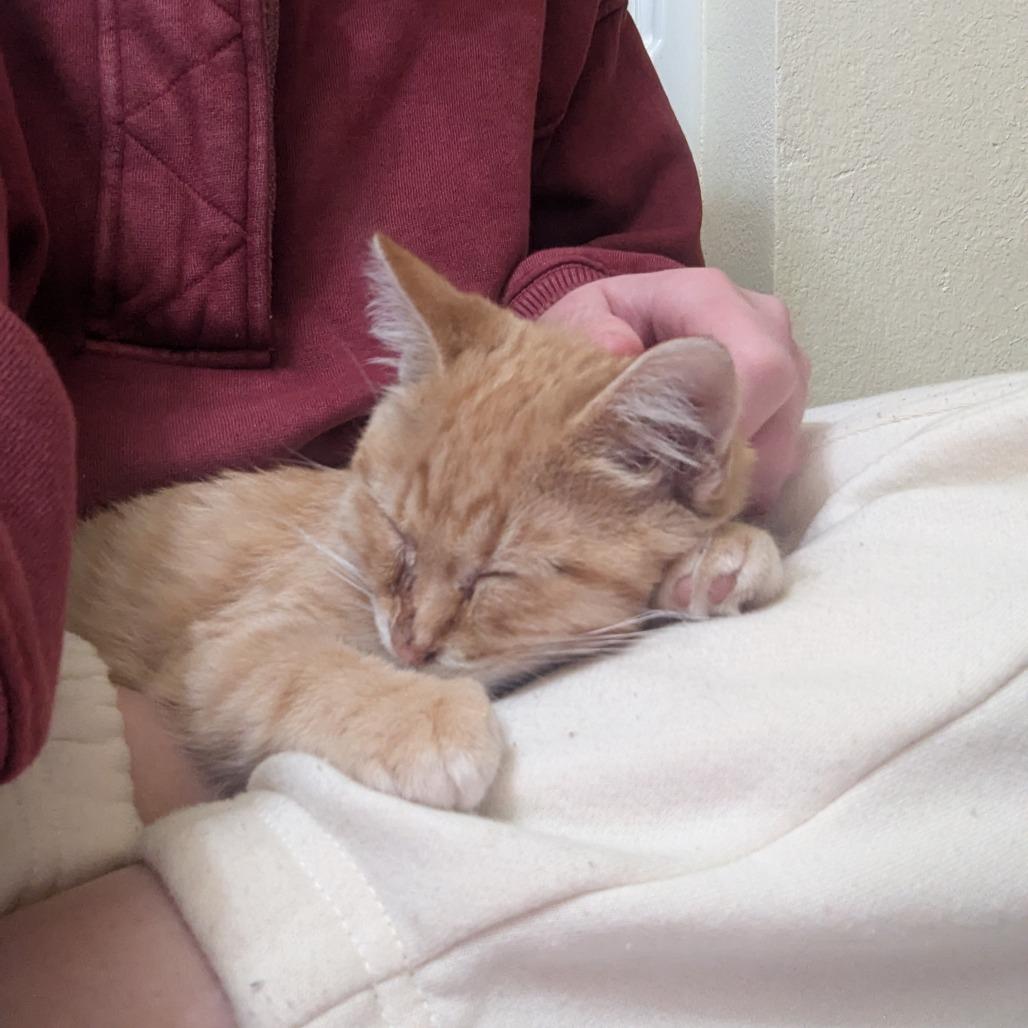 Enlarge Yammy, a Adoptable Domestic Short Hair in Columbia, MO image 4/6
