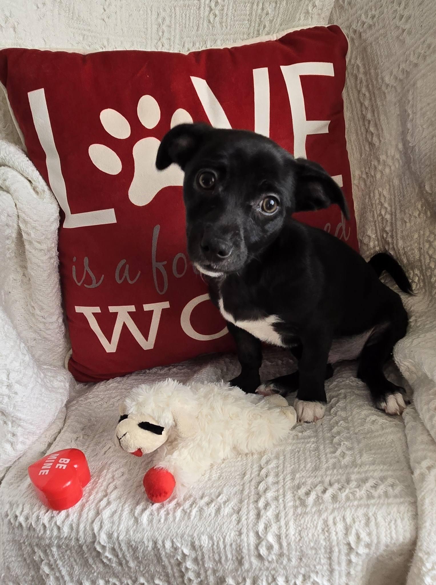 Roja, ADOPTABLE, Puppy Female Terrier.