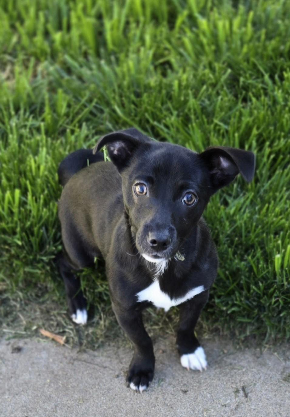 Enlarge Roja, a ADOPTABLE mixed breed in Oakdale, CA image 2/4