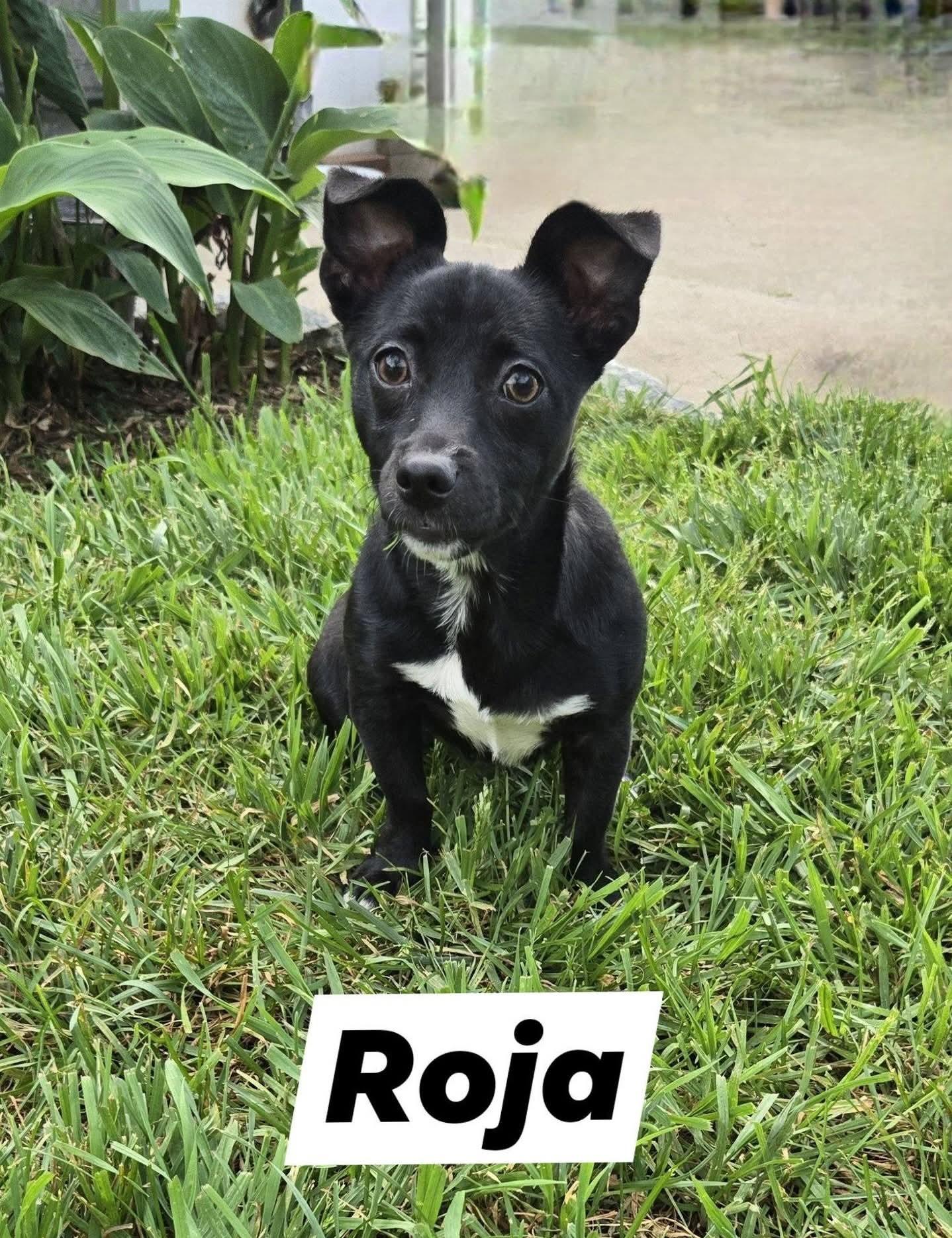 Enlarge Roja, a ADOPTABLE mixed breed in Oakdale, CA image 1/4