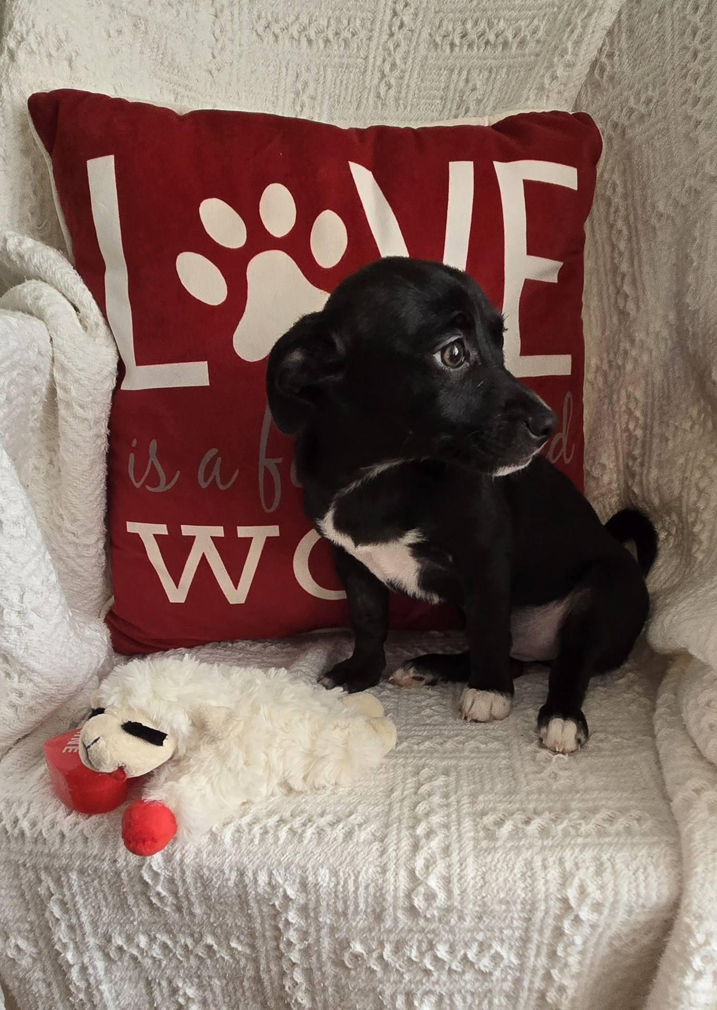 Enlarge Roja, a ADOPTABLE mixed breed in Oakdale, CA image 2/2