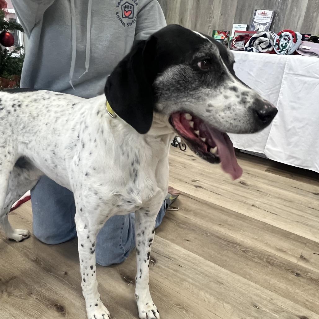 Axel, Adoptable, Senior Male English Pointer.
