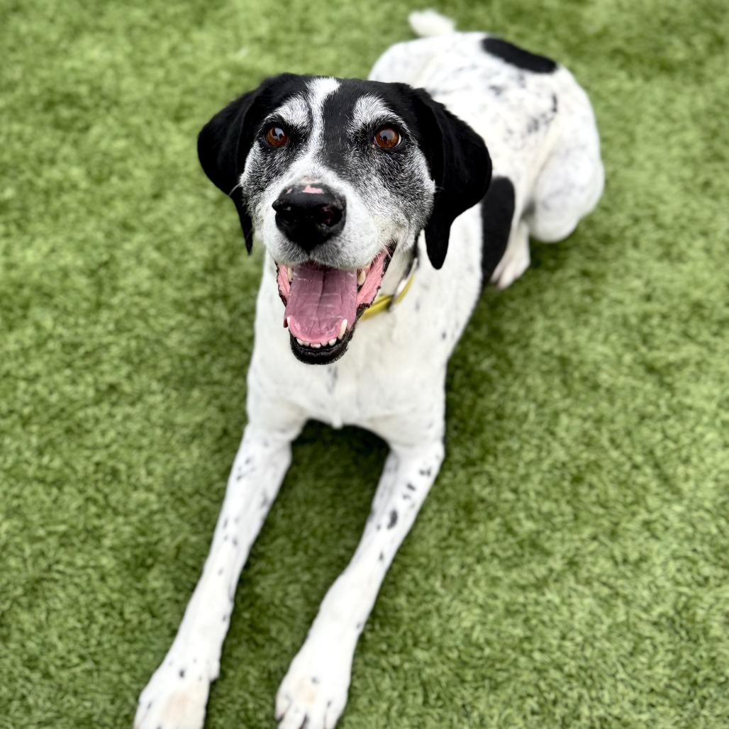 Enlarge Axel, a Adoptable English Pointer in Idaho Falls, ID image 1/6