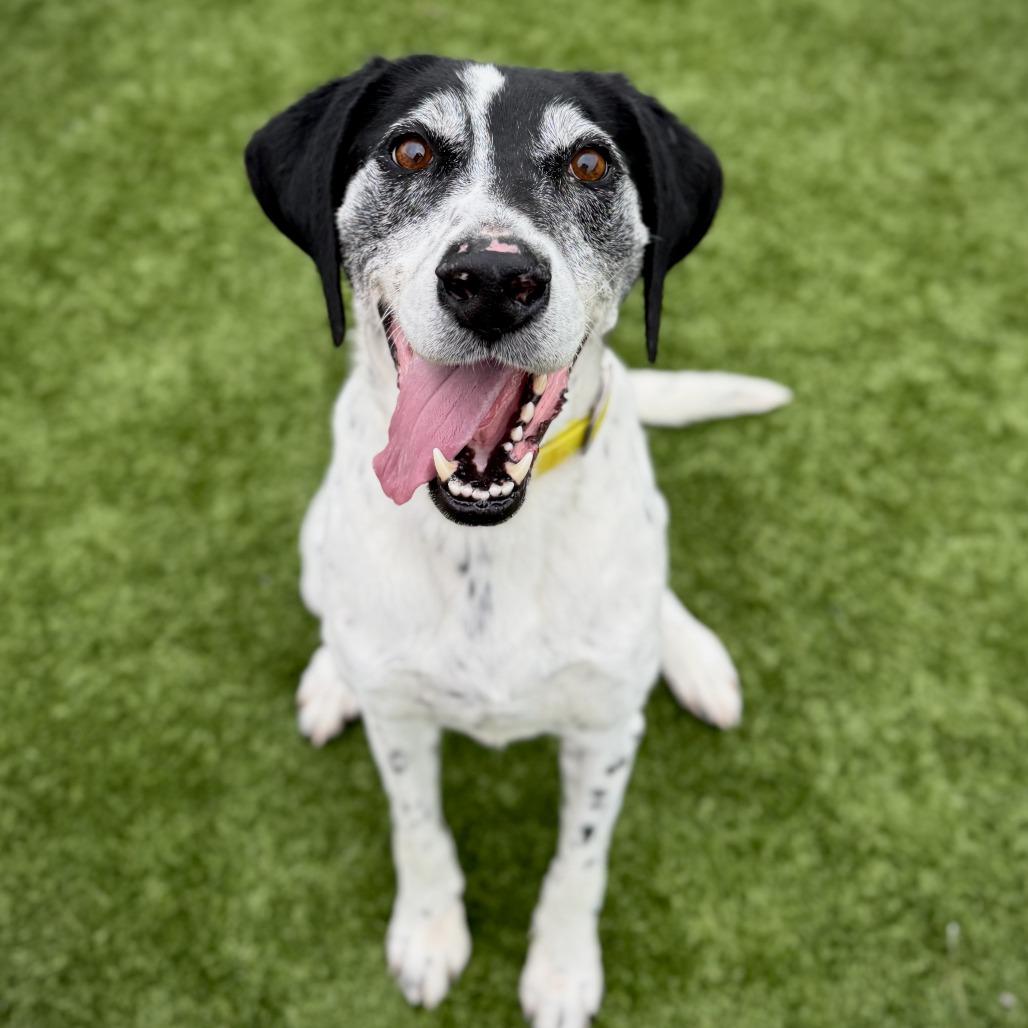 Enlarge Axel, a Adoptable English Pointer in Idaho Falls, ID image 2/6