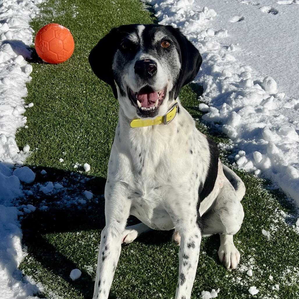 Enlarge Axel, a Adoptable English Pointer in Idaho Falls, ID image 3/6