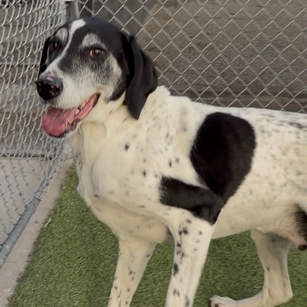 Enlarge Axel, a Adoptable English Pointer in Idaho Falls, ID image 1/2