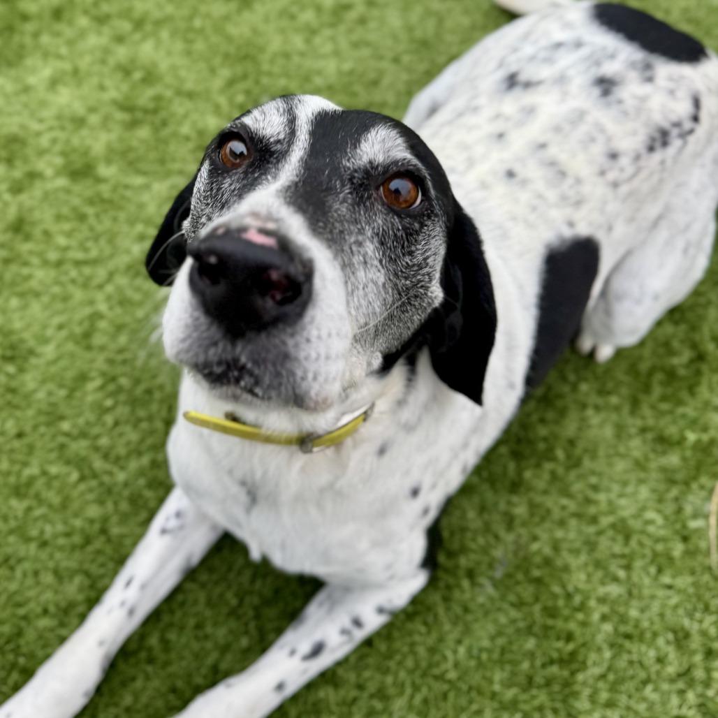 Enlarge Axel, a Adoptable English Pointer in Idaho Falls, ID image 4/6