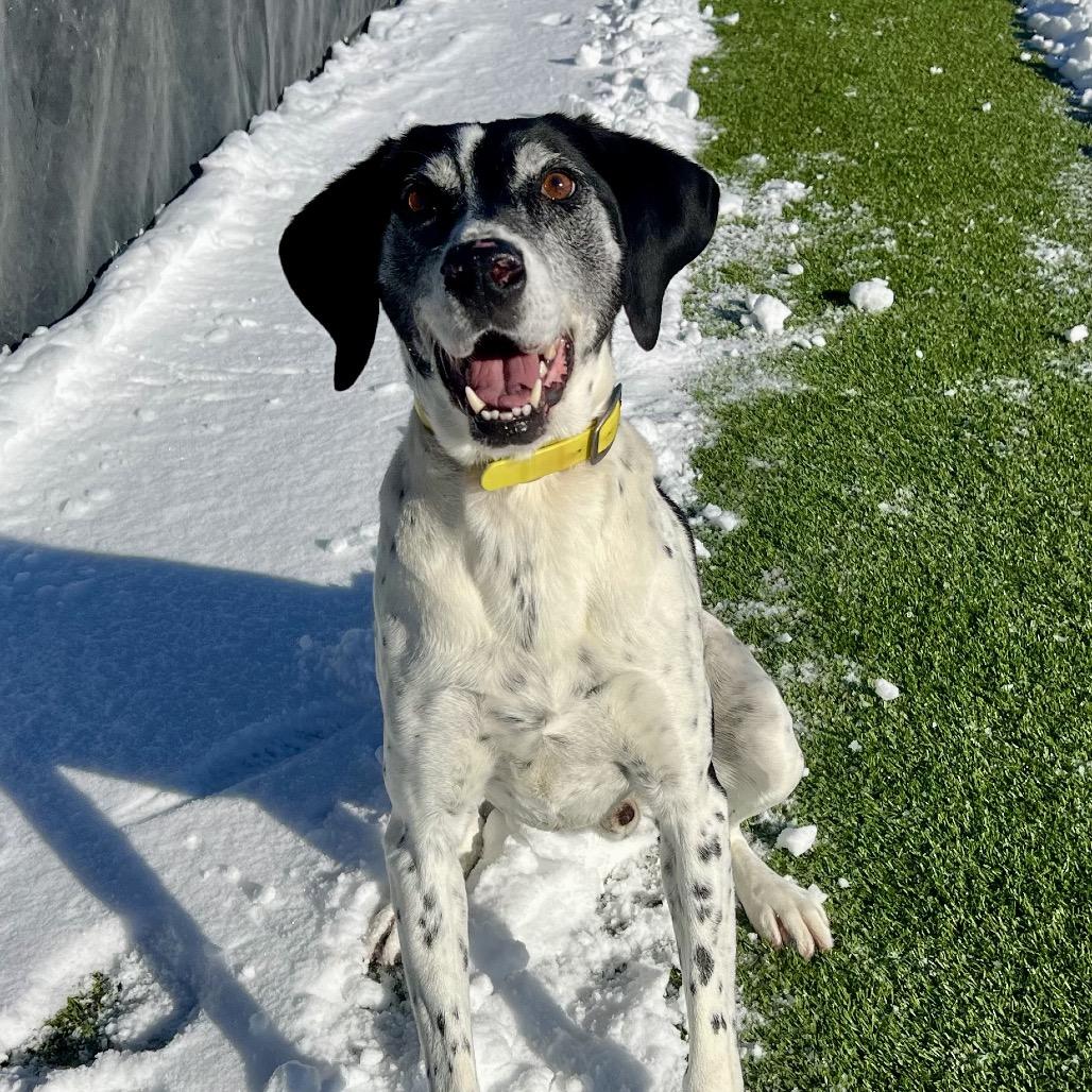 Enlarge Axel, a Adoptable English Pointer in Idaho Falls, ID image 6/6