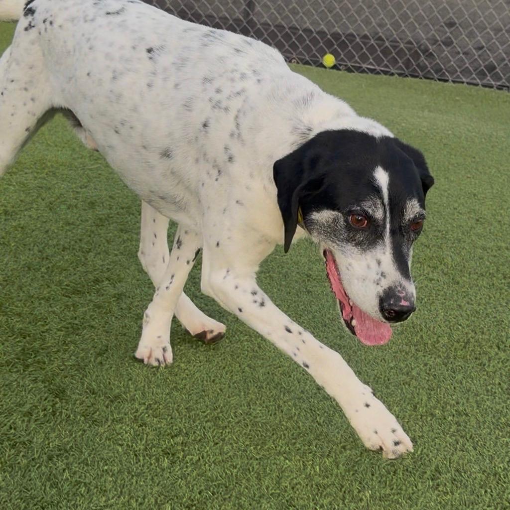 Enlarge Axel, a Adoptable English Pointer in Idaho Falls, ID image 2/2