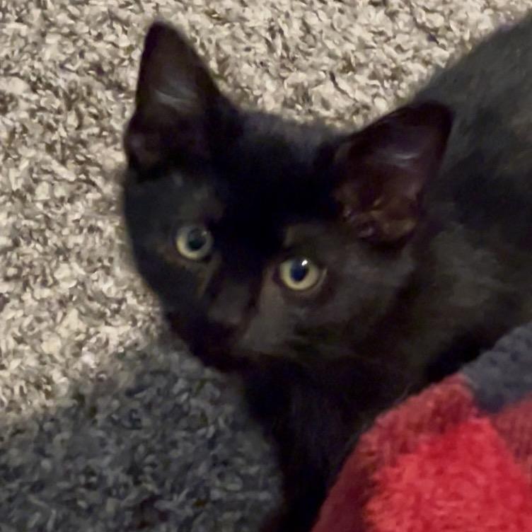 Glen Coco, Adoptable, Young Male Domestic Short Hair.