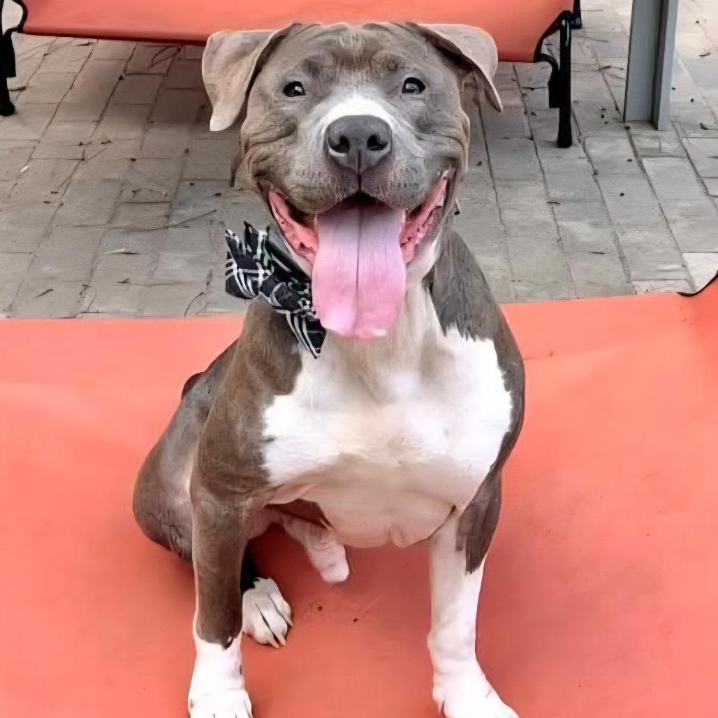 Enlarge Hank, a Adoptable Pit Bull Terrier in Kissimmee, FL image 1/3