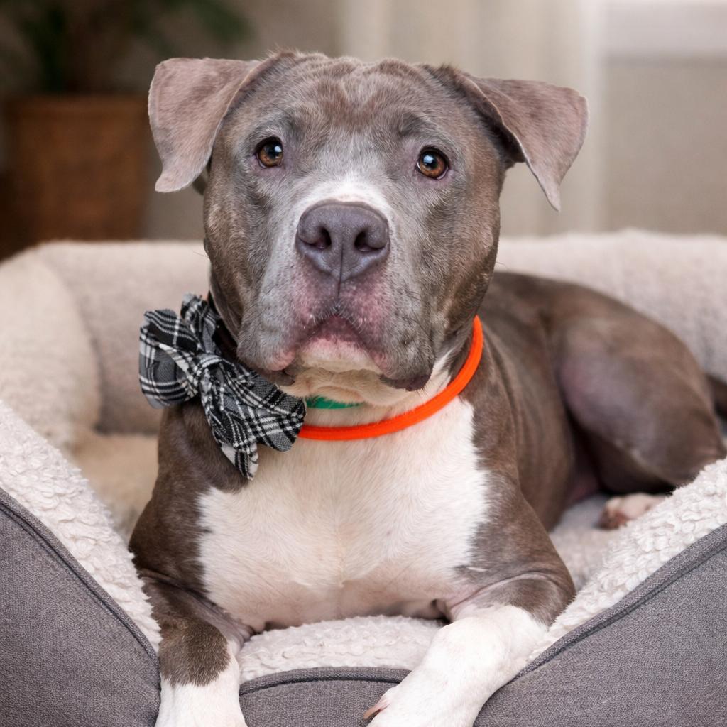 Enlarge Hank, a Adoptable Pit Bull Terrier in Kissimmee, FL image 2/3