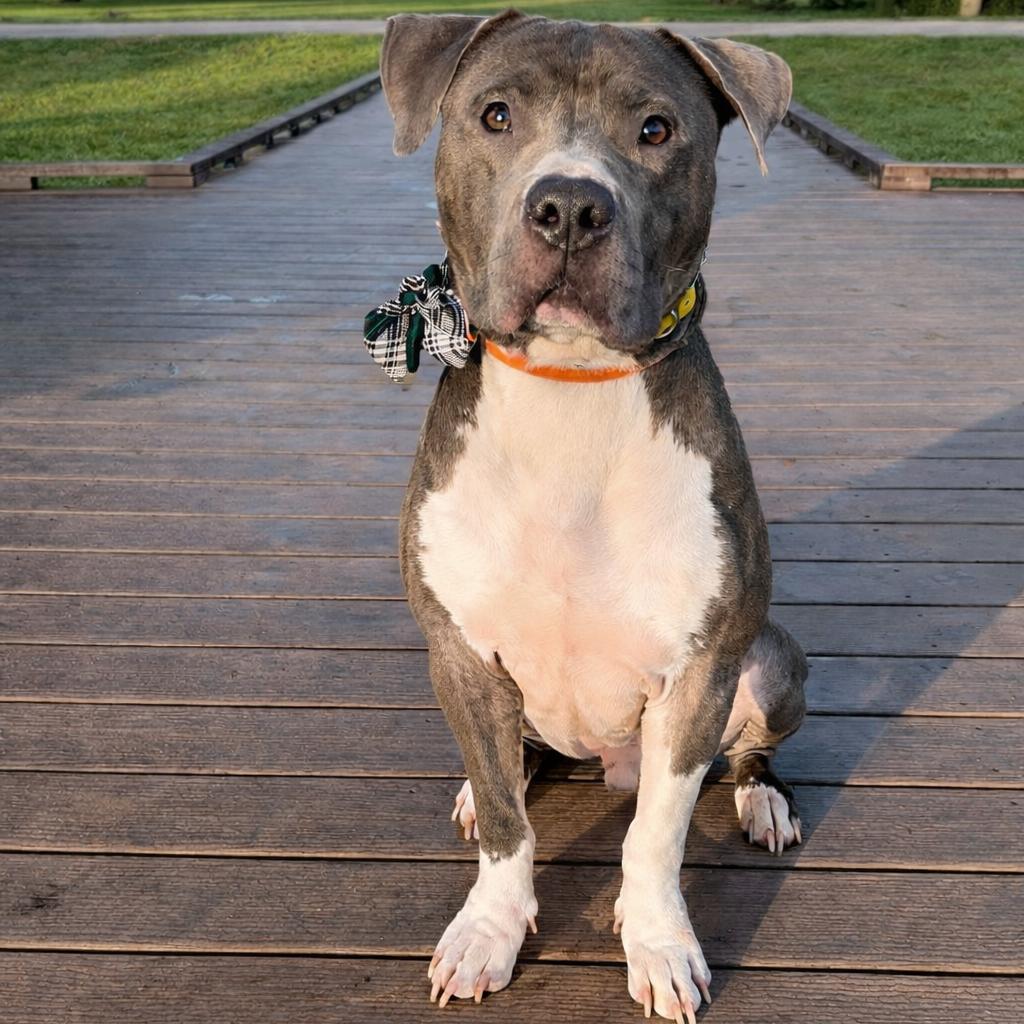 Enlarge Hank, a Adoptable Pit Bull Terrier in Kissimmee, FL image 3/3