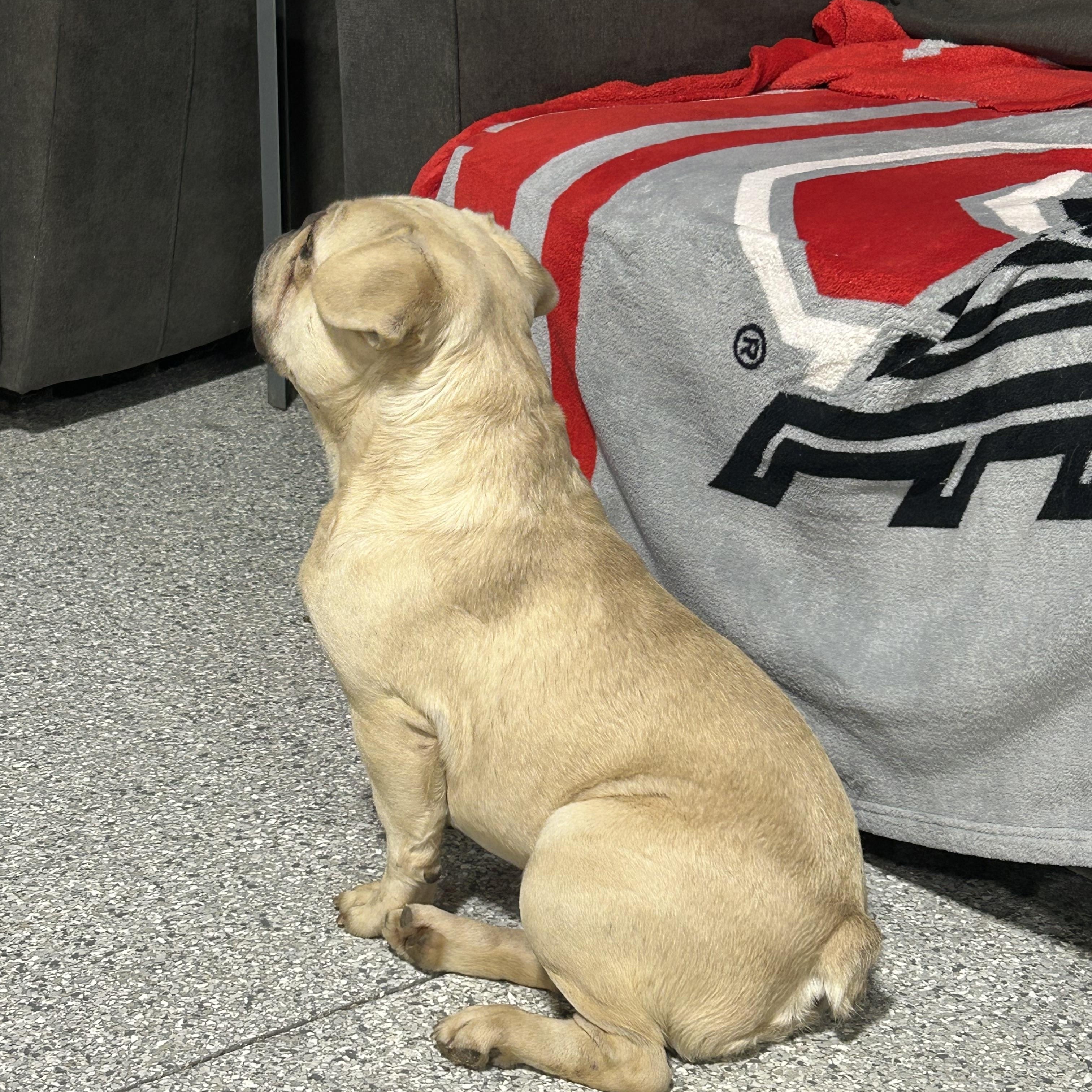 Temu. 39 lbs, a Adoptable French Bulldog in Antwerp, OH image 4/6