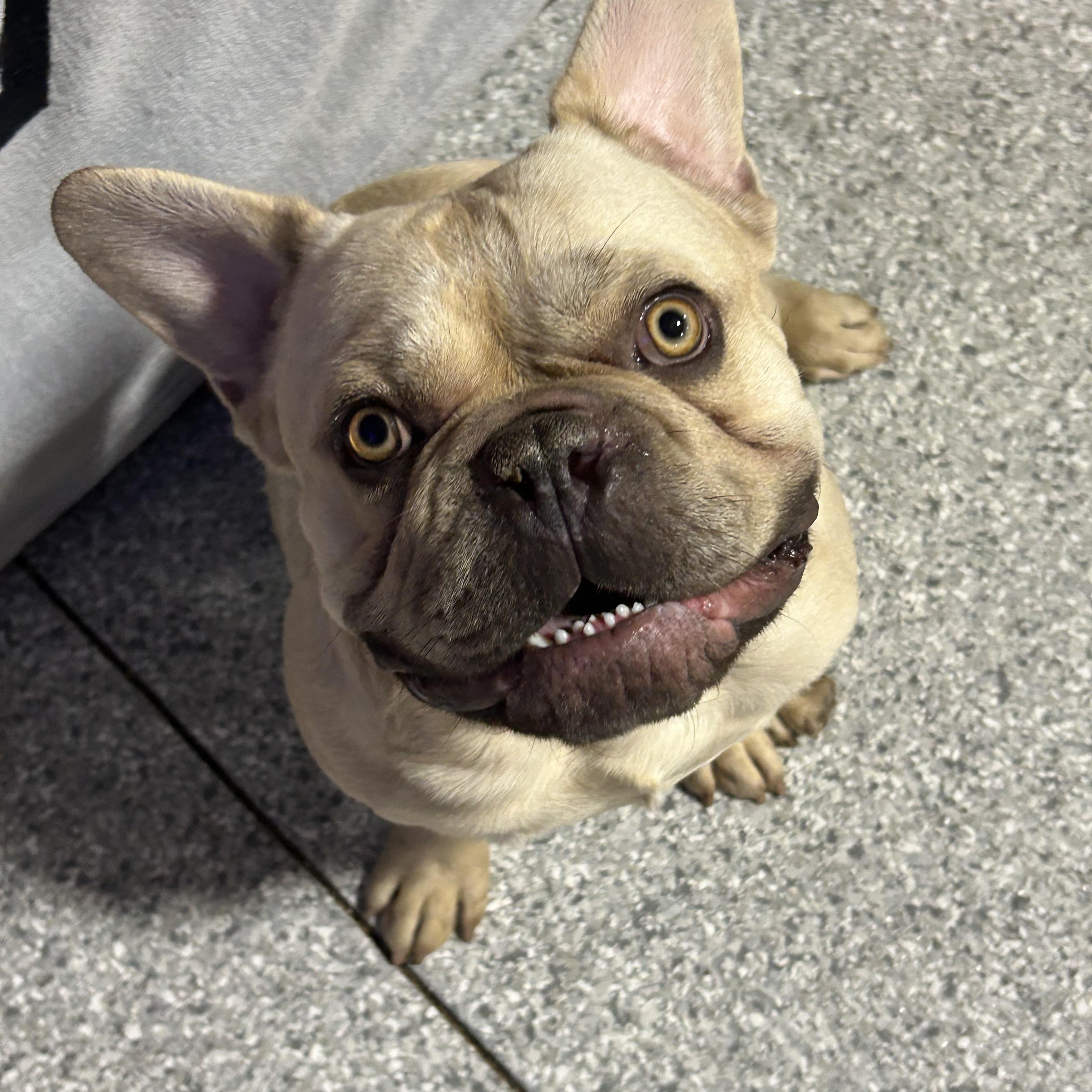 Temu. 39 lbs, a Adoptable French Bulldog in Antwerp, OH image 1/6