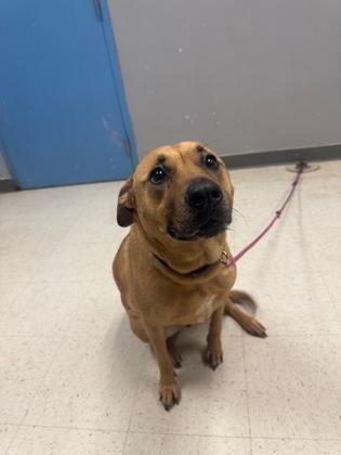 Twig, Adoptable, Adult Male Black Mouth Cur & Mixed Breed.