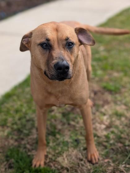 Enlarge Twig, a Adoptable mixed breed in Gulfport, MS image 2/2