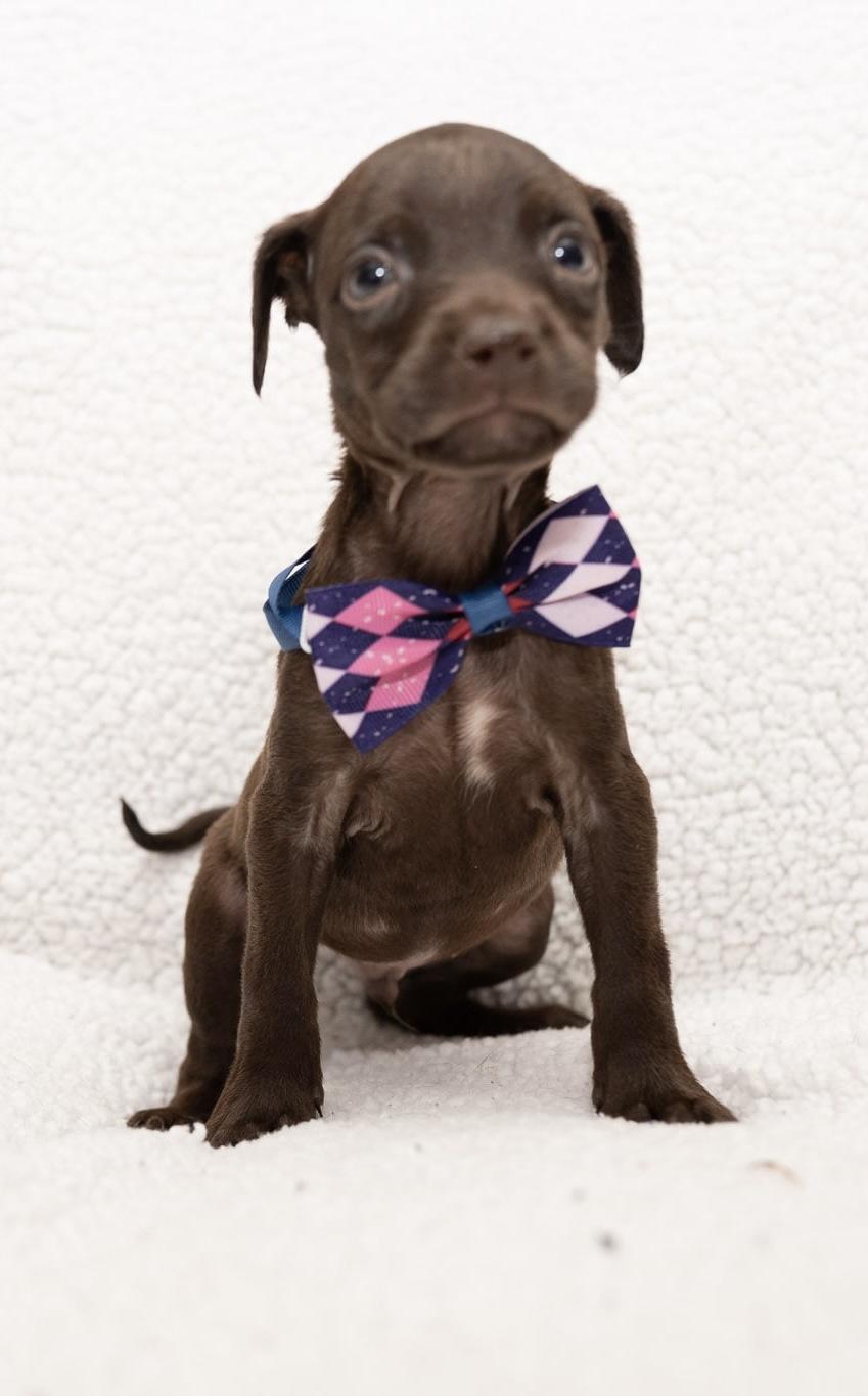 Brownie (Super Snuggler), Adoptable, Puppy Male Boston Terrier & Miniature Poodle.