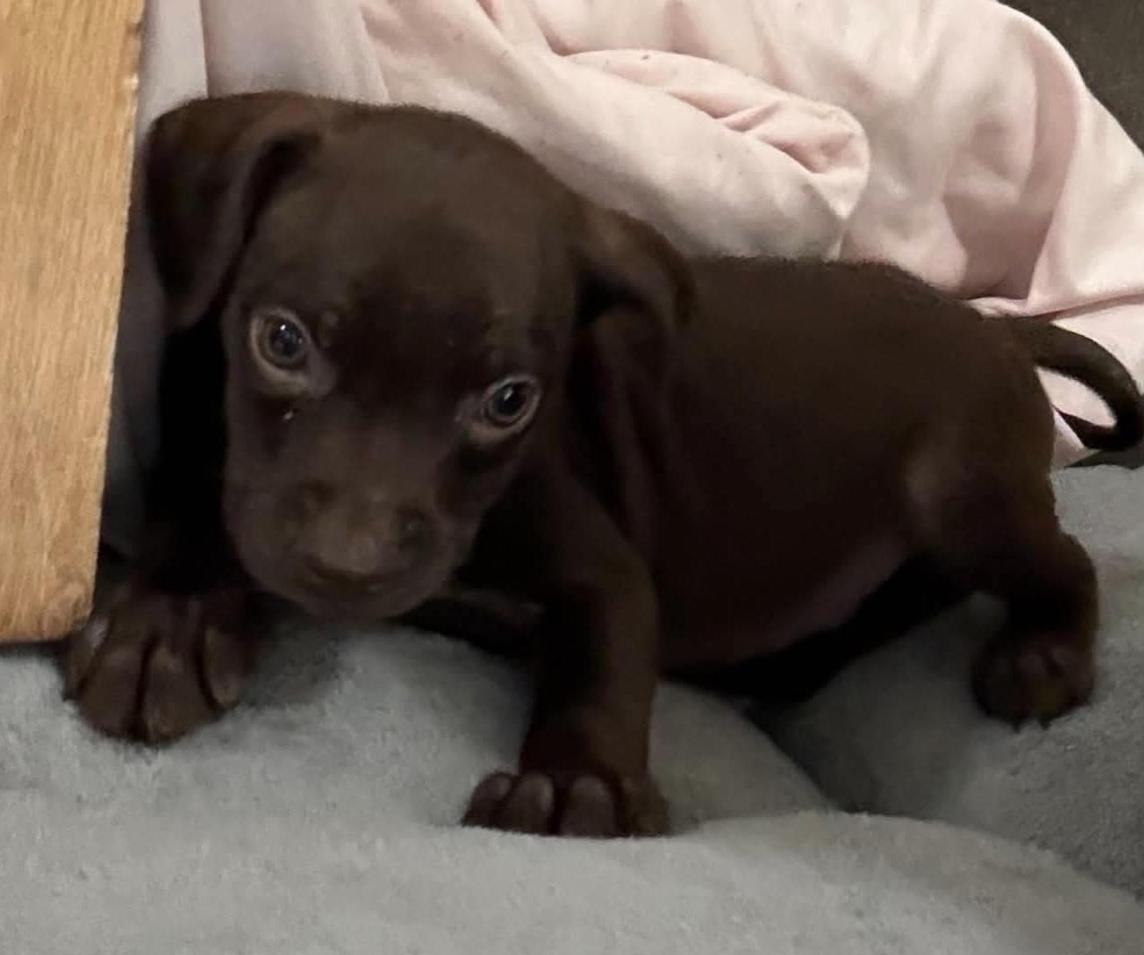 Enlarge Brownie (Super Snuggler), a Adoptable mixed breed in Mt laurel Township, NJ image 5/6