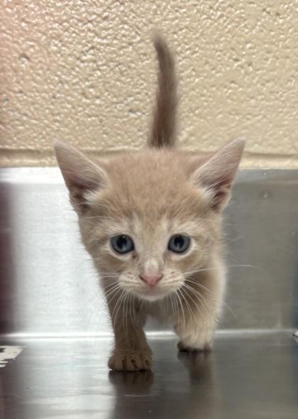 Enlarge Maren, a Adoptable Domestic Short Hair in Harlingen, TX image 1/1