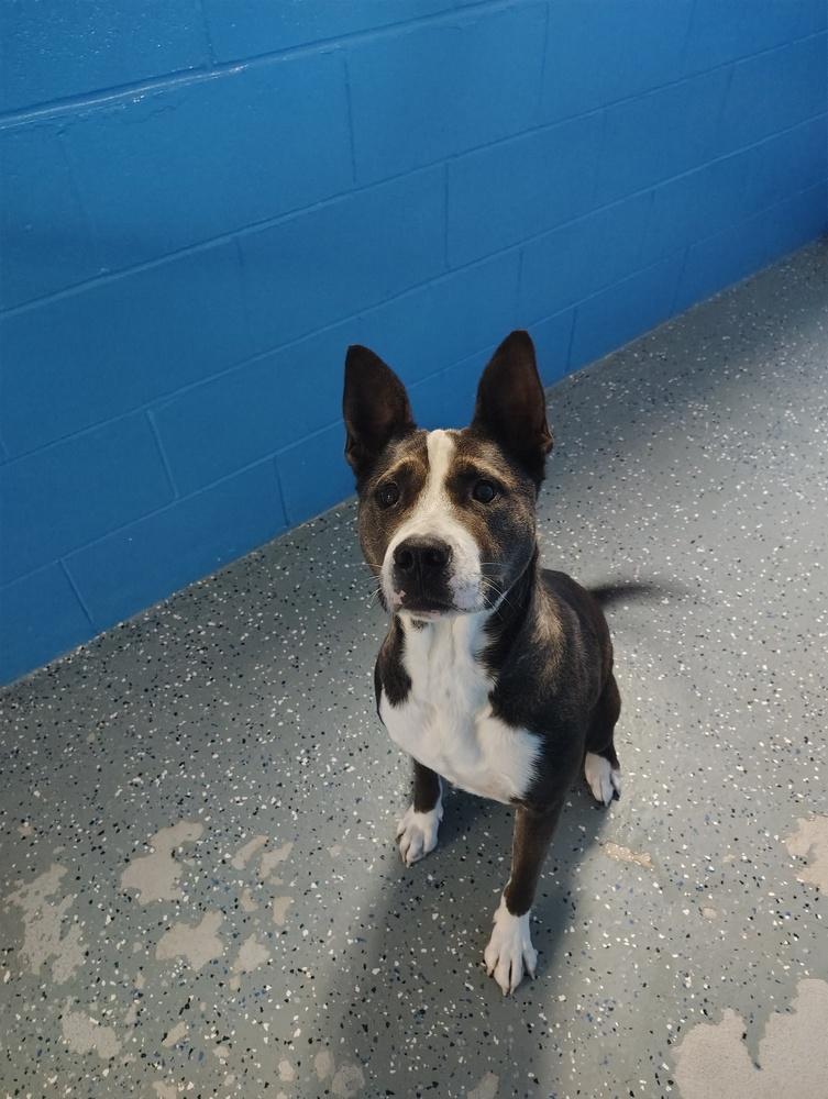 Enlarge Winifred (formerly Luna2), a Adoptable mixed breed in Muskegon, MI image 1/1