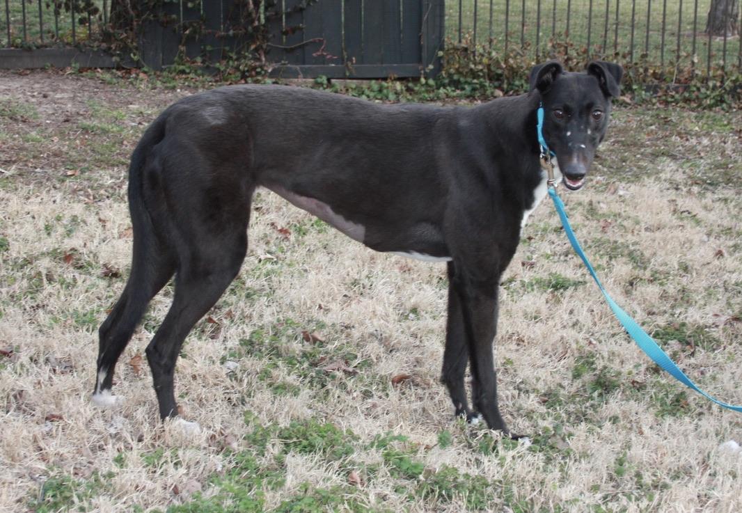 Enlarge Selma, a ADOPTABLE Greyhound in Independence, MO image 2/2