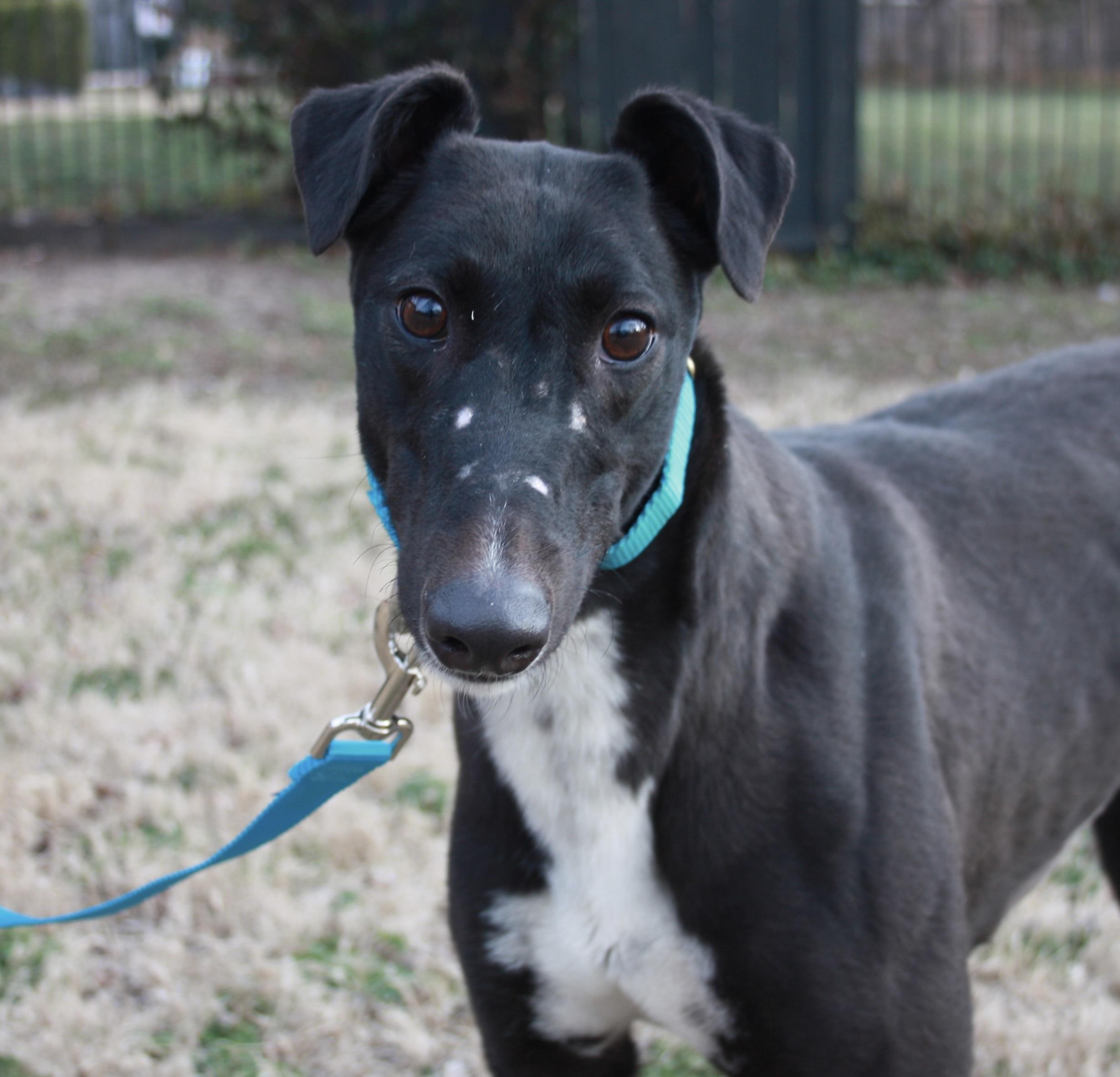 Enlarge Selma, a ADOPTABLE Greyhound in Independence, MO image 1/2