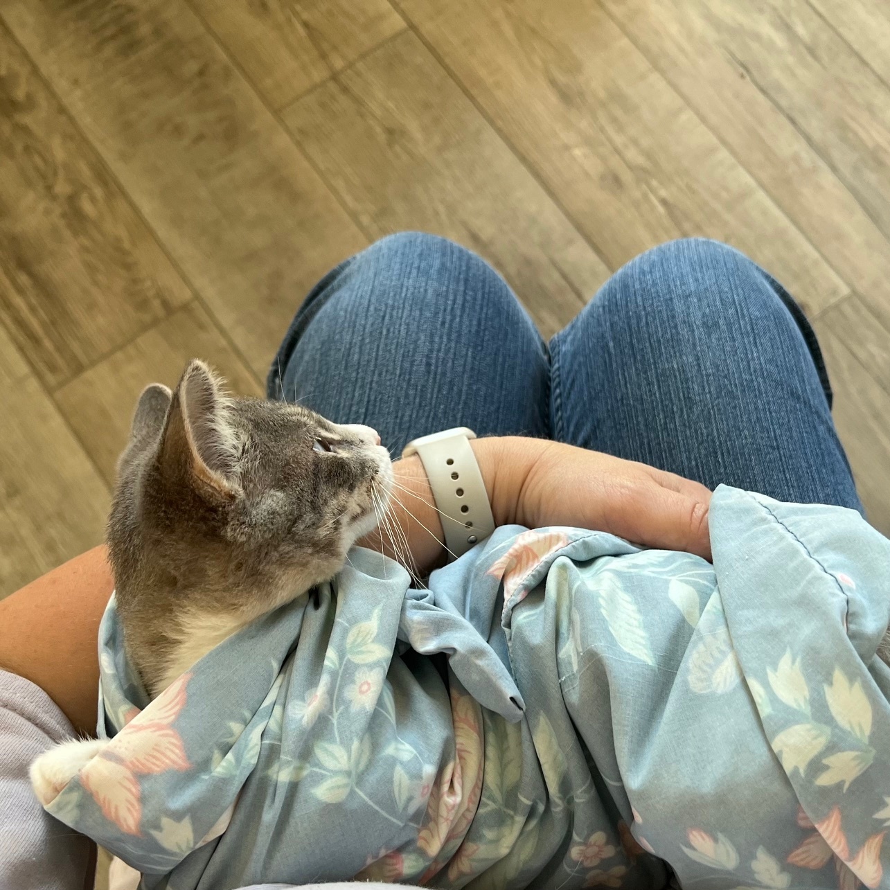 Brooklyn, a Adoptable Domestic Short Hair in Kankakee, IL image 2/3