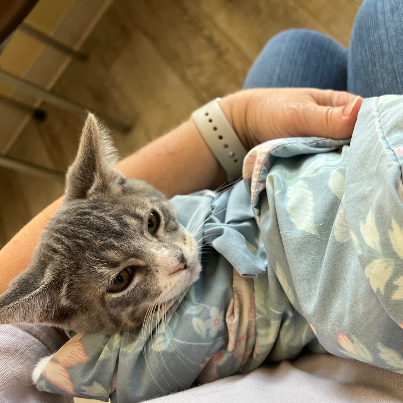 Brooklyn, a Adoptable Domestic Short Hair in Kankakee, IL image 1/3