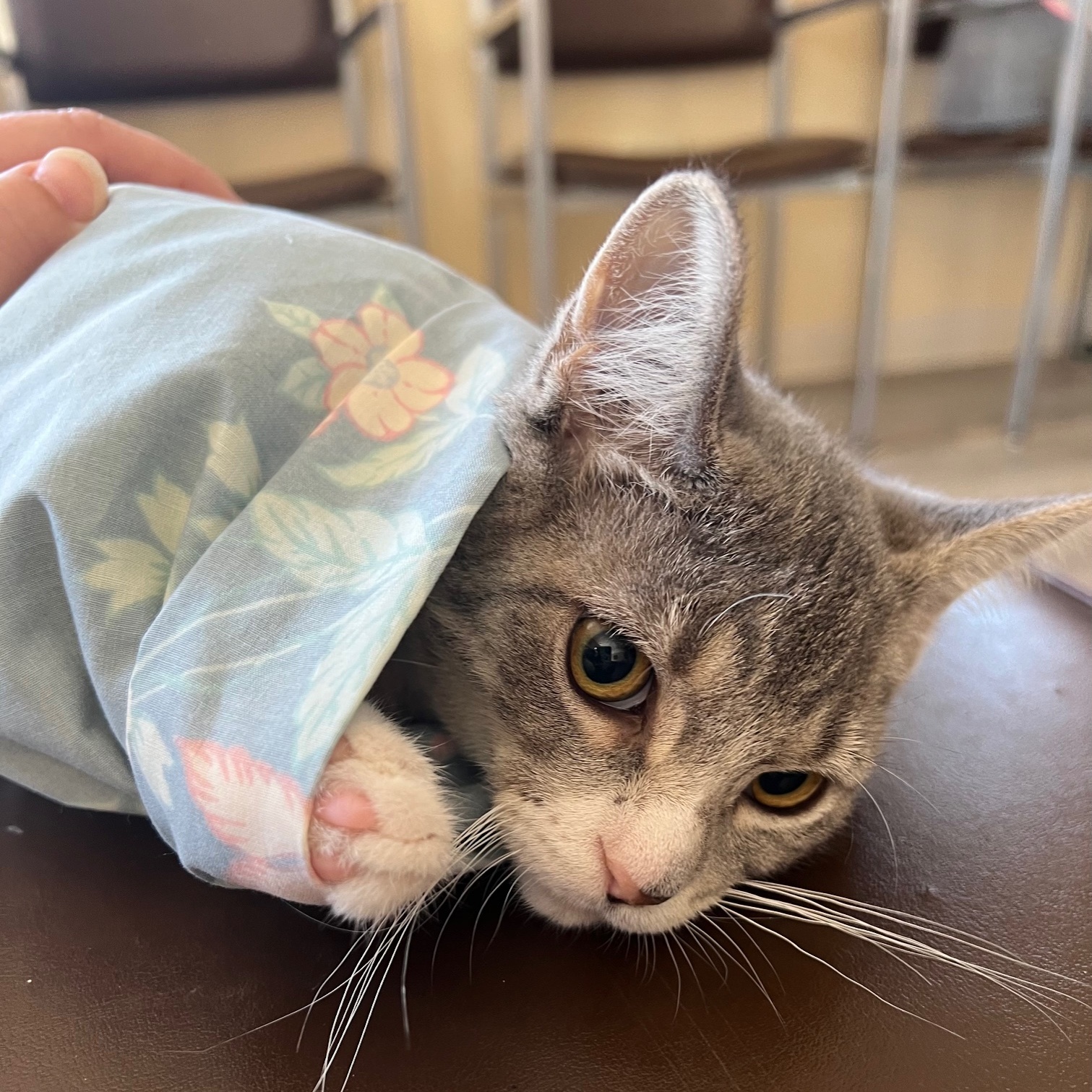 Brooklyn, a Adoptable Domestic Short Hair in Kankakee, IL image 3/3