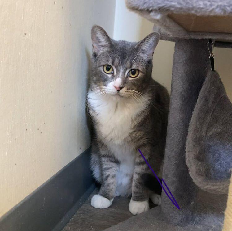 Enlarge Brooklyn, a Adoptable Domestic Short Hair in Kankakee, IL image 1/1