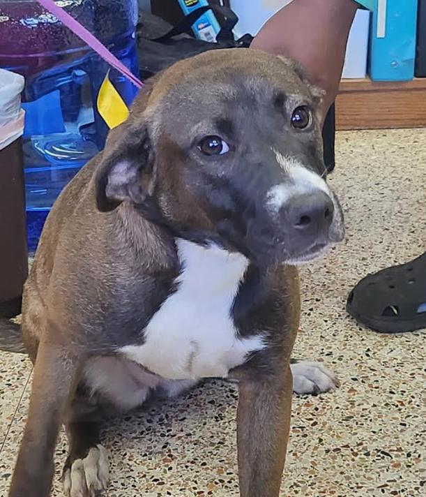 Perle, a ADOPTABLE mixed breed in Chester, MD image 3/3