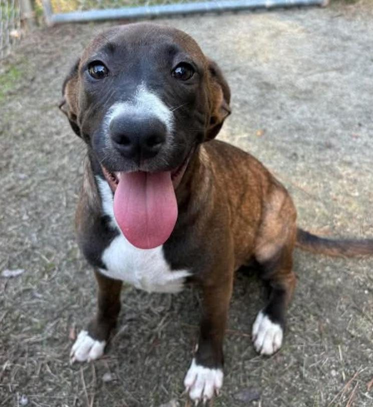 Perle, a ADOPTABLE mixed breed in Chester, MD image 1/3