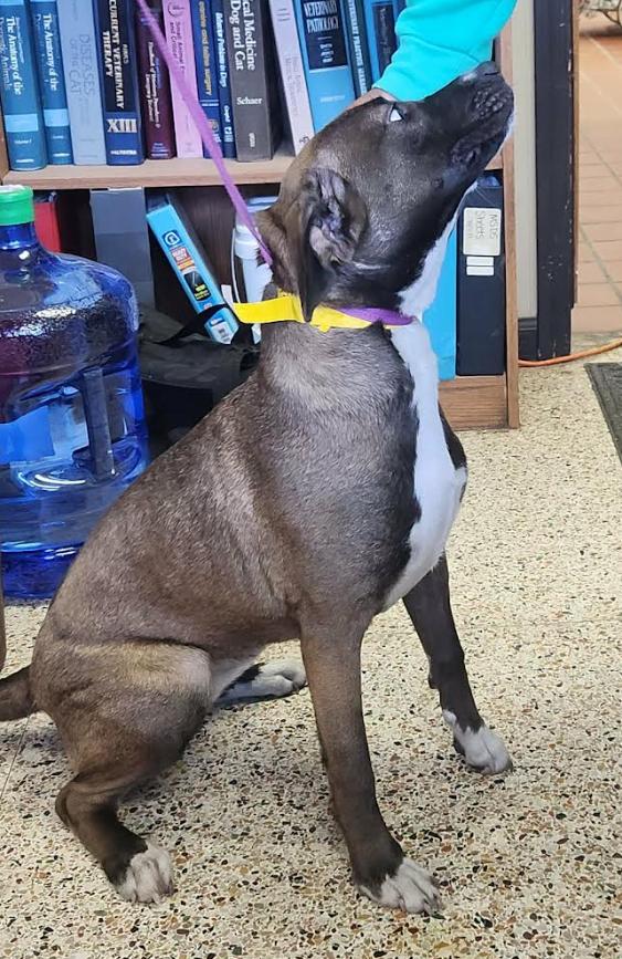 Perle, a ADOPTABLE mixed breed in Chester, MD image 2/3