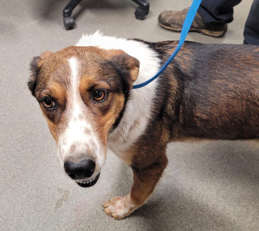 Enlarge Shelby, a Adoptable mixed breed in Hopkinsville, KY image 1/1