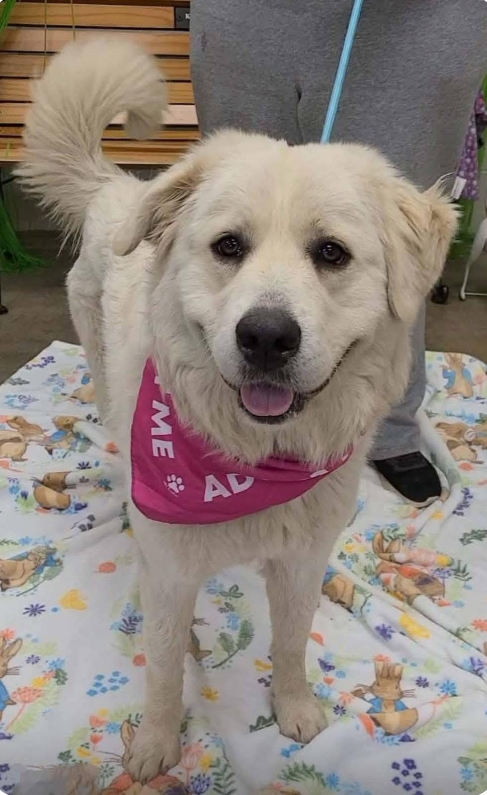 Enlarge Destiny , a ADOPTABLE Great Pyrenees in Alliance, OH image 3/3
