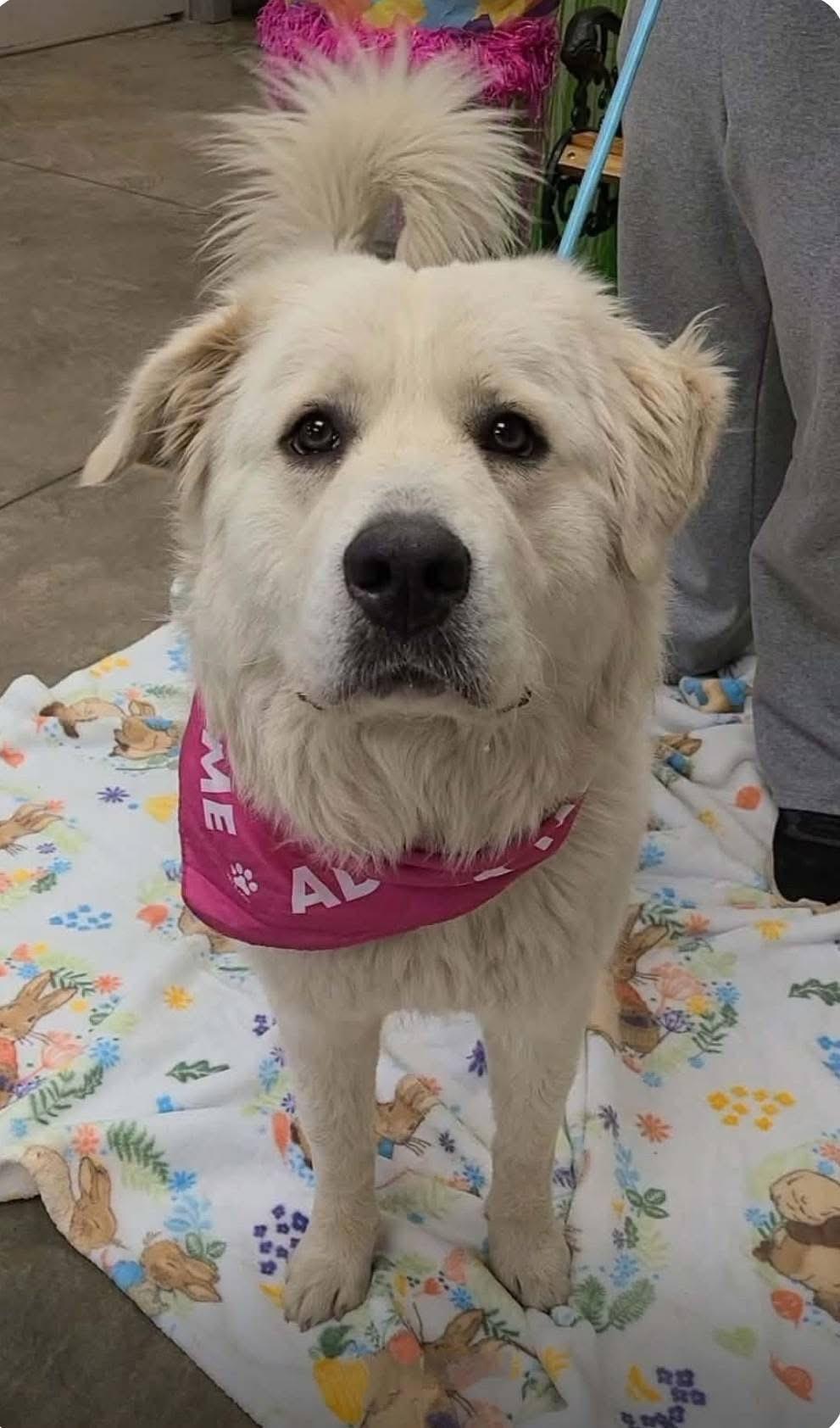 Enlarge Destiny , a ADOPTABLE Great Pyrenees in Alliance, OH image 2/3