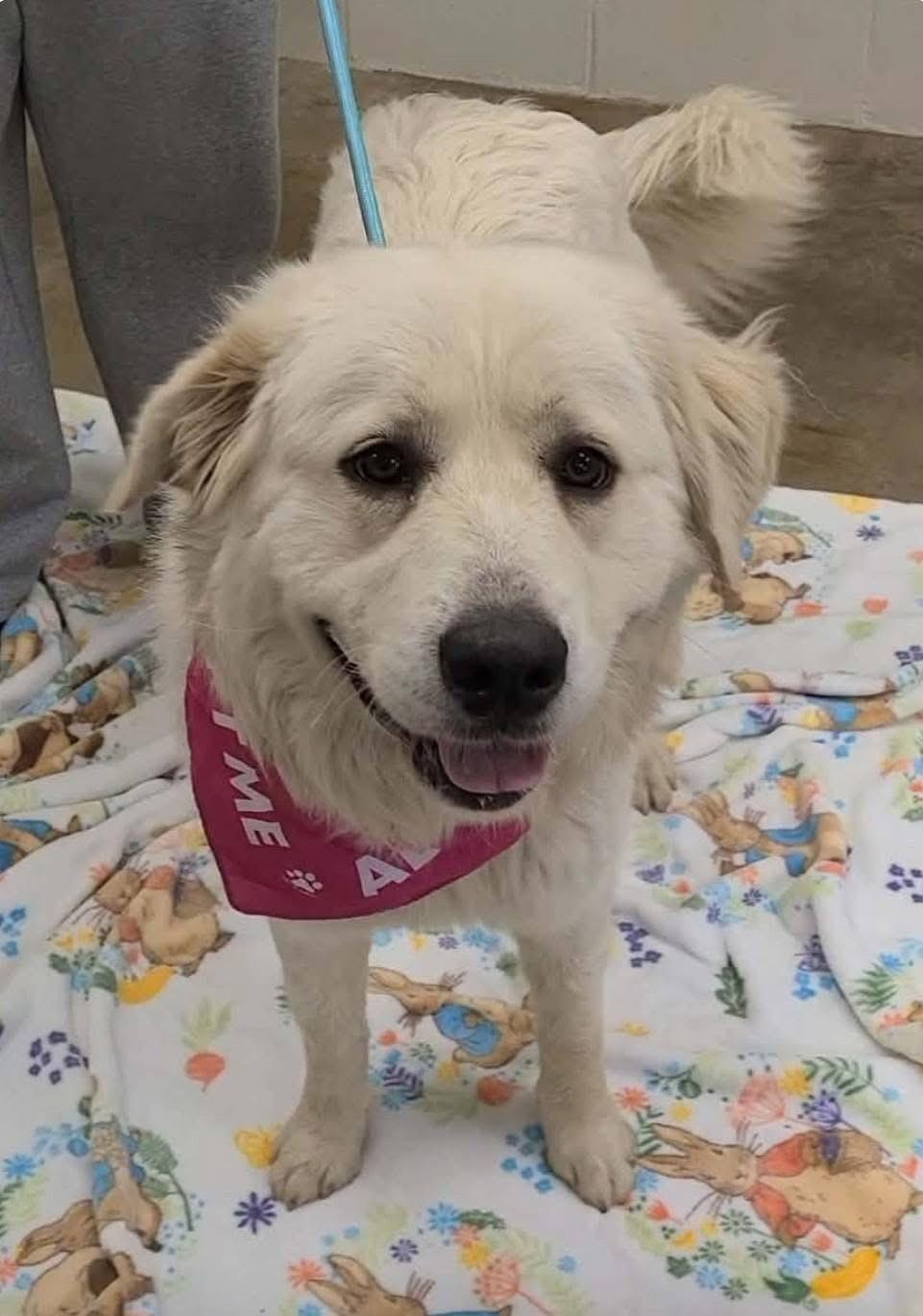 Destiny , ADOPTABLE, Adult Female Great Pyrenees.