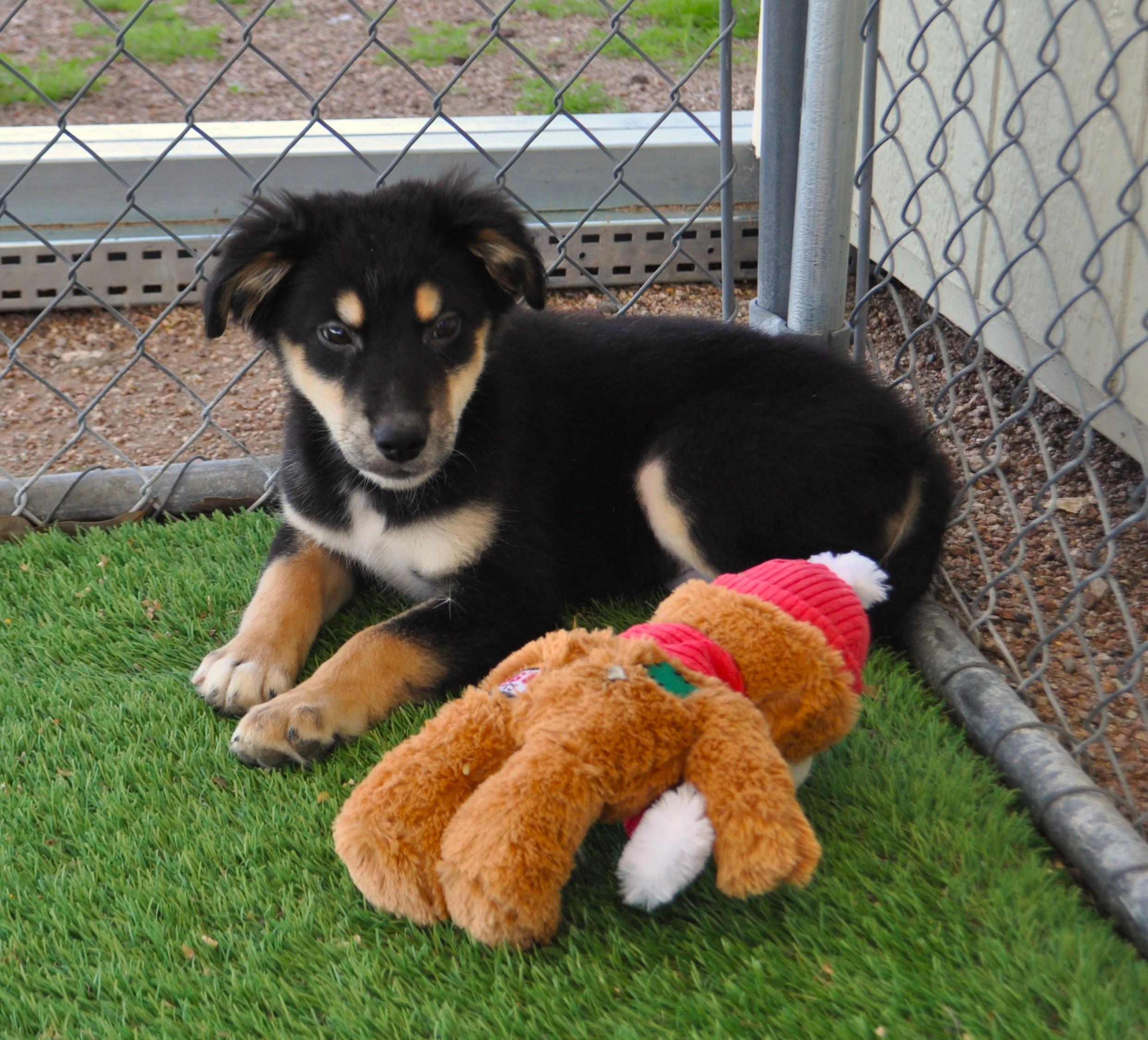 Kahlua, ADOPTABLE, Puppy Male Rottweiler & Cattle Dog.