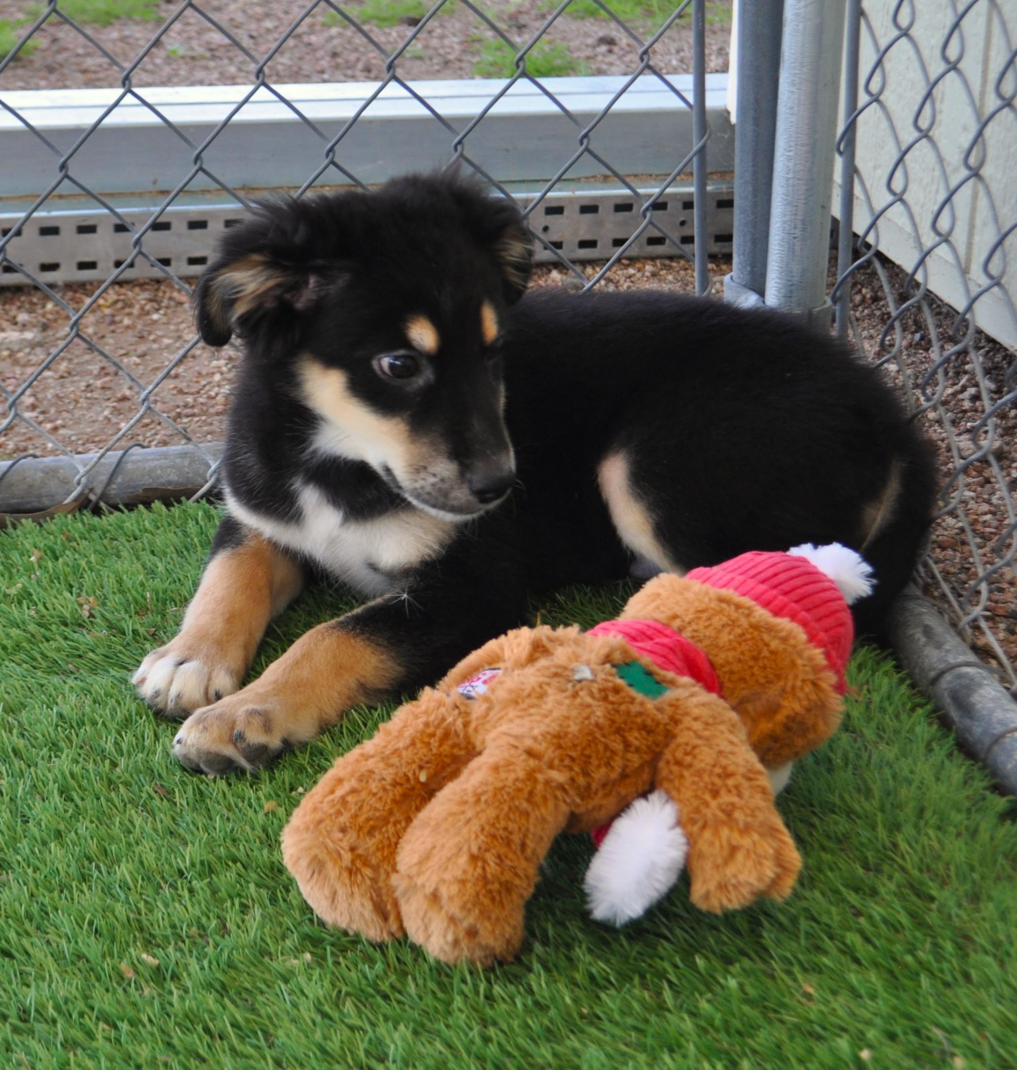 Kahlua, a ADOPTABLE mixed breed in Apache Junction, AZ image 2/4